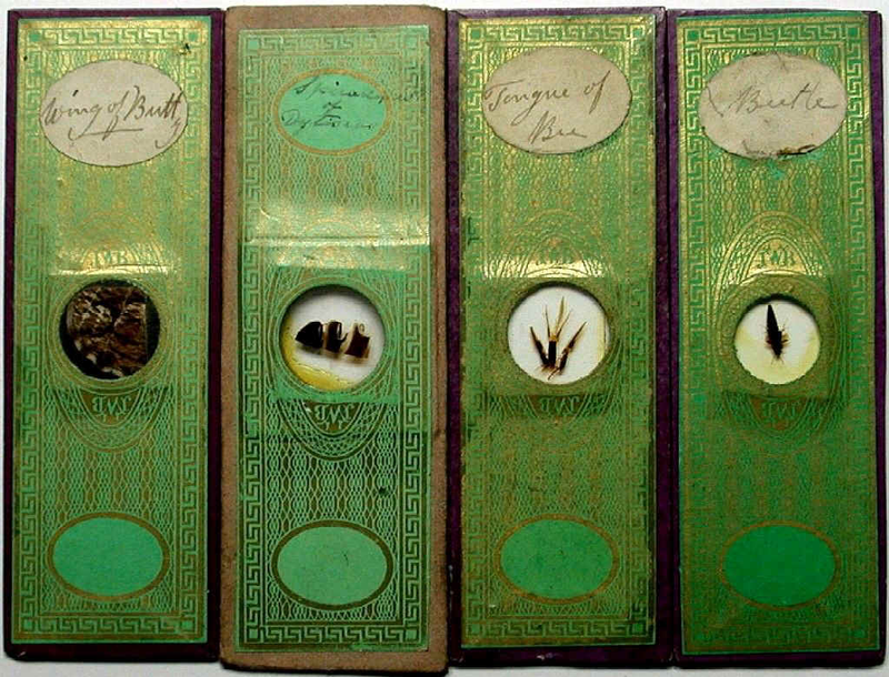 Illustration for article titled Even Victorian microscope slides were beautifully ornate